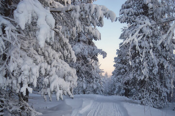 A winter road in the forest leads past snow-covered tall fir trees, winter ski trail and blue firs in the winter woods of Lapland, soft focus.