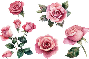 roses flowers set