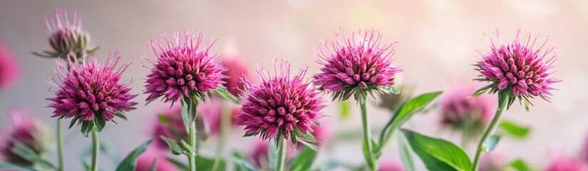 Obraz premium Pink monarda forming spiky clusters against a soft background