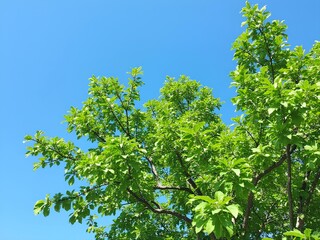 Bottom view of a green tree leaves with blue sky