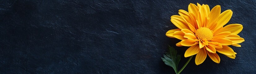 Obraz premium banner of a yellow chrysanthemum on black background