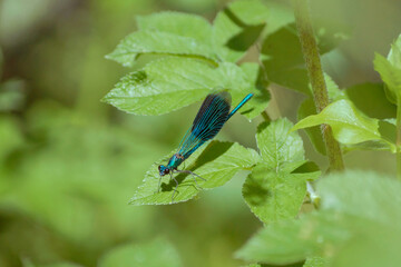 blue dragonfly on leaf