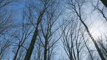 Low Angle View Of Bare Trees Against Sky. Three Bare Trees Standing Silhouetted Against A Clear Blue Sky. Winter Landscape Of Bare Tree Silhouetted Against Blue Sky.