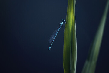 dragonfly on the lake on the tall green grass