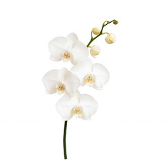 Elegant white orchid flowers on a green stem, symbolizing beauty and purity., isolated on a transparent background.
