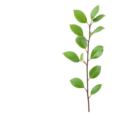 Fresh green leaves on a branch showcasing vibrant nature and natural beauty., isolated on a transparent background.