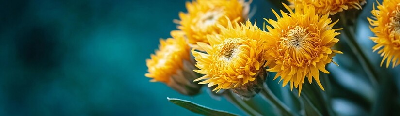 Obraz premium Yellow helichrysum forming strawflower clusters against a dark teal background