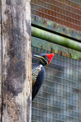 Red-crested woodpecker (Campephilus melanoleucos) peeks from behind a tree trunk, surrounded by cage bars. Ideal for educational content or wildlife protection campaigns.