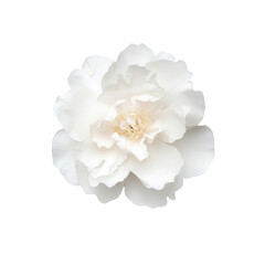 A beautiful white peony flower with delicate petals on a black background., isolated on a transparent background.