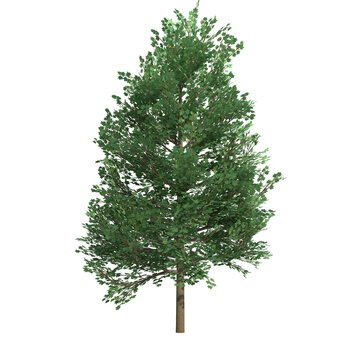 tulip tree isolated on transparent png background - 3D Illustration