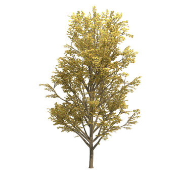 tulip tree isolated on transparent png background - 3D Illustration
