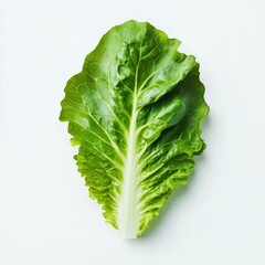 Fresh green romaine lettuce leaf isolated on light background.