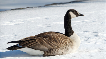 Fototapeta premium Goose. 