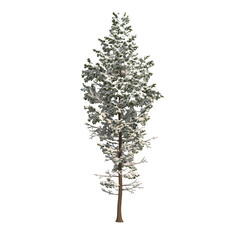 abstract snow tree isolated on transparent png background - 3D Illustration