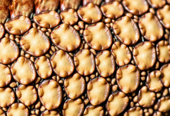 Detailed View Of Scales On A Reptilian Skin Surface