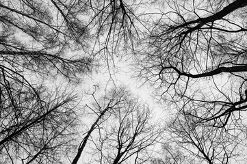 Tree black branch isolated on white. Black and white trees silhouettes on sky background. Bare...