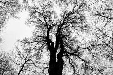Tree black branch isolated on white. Black and white trees silhouettes on sky background. Bare branches trees in winter. Forest pattern texture. Halloween concept.