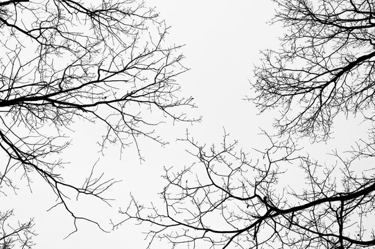 Tree black branch isolated on white. Black and white trees silhouettes on sky background. Bare branches trees in winter. Forest pattern texture. Halloween concept. - Powered by Adobe