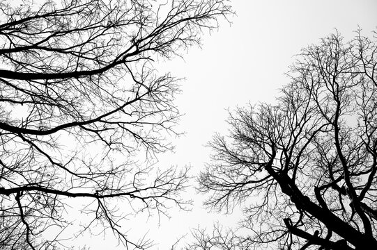 Tree black branch isolated on white. Black and white trees silhouettes on sky background. Bare branches trees in winter. Forest pattern texture. Halloween concept. - Powered by Adobe
