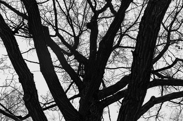 Tree black branch isolated on white. Black and white trees silhouettes on sky background. Bare...