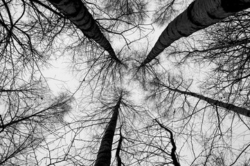 Tree black branch isolated on white. Black and white trees silhouettes on sky background. Bare...