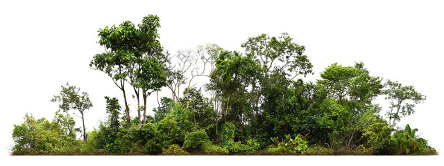  A dense, lush section of tropical rainforest featuring a variety of green foliage and trees of different heights and sizes