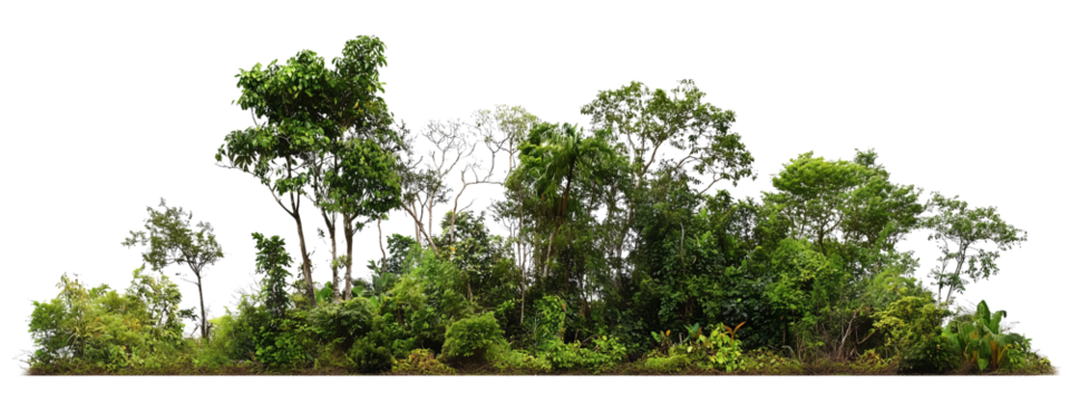  A dense, lush section of tropical rainforest featuring a variety of green foliage and trees of different heights and sizes
