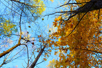 Autumn forest. Branches of trees Facing Towards Sky. Vertical view in sky with trees. View looking vertically up  towards sky. Looking up through yellow leaves of trees in forest. Trees Against Sky.
