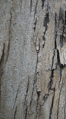 Beautiful close-up of the bark of eucalyptus goniocalyx