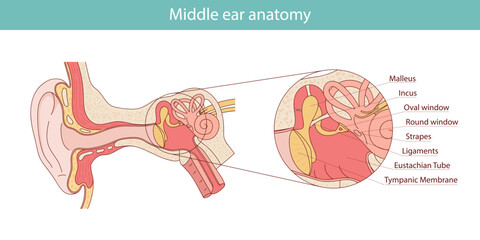 Anatomy of the middle ear. Detailed illustration for educational, medical, biological and scientific purposes.