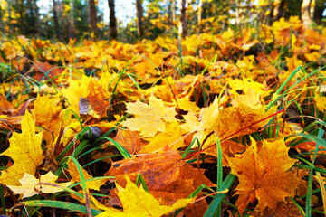 Fallen yellow leaves on ground. Autumn background. Yellow maple leaves fallen from trees on the ground in park. Golden Autumn season. Yellow maple leaves background. fallen leaves in october.