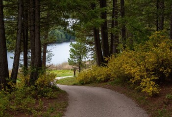 Obraz premium road in the forest