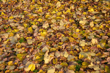 Autumn at Parco Sempione, Milan