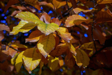 Autumn at Parco Sempione, Milan