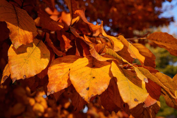 Autumn at Parco Sempione, Milan
