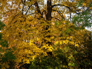 Autumn at Parco Sempione, Milan