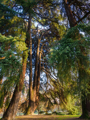 Autumn at Parco Sempione, Milan