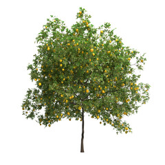 lemon tree isolated on transparent png background - 3D Illustration