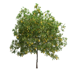 lemon tree isolated on transparent png background - 3D Illustration © PixelKorn