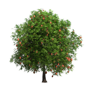 mango tree isolated on transparent png background - 3D Illustration
