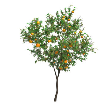 orange tree isolated on transparent png background - 3D Illustration