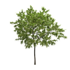 peach tree isolated on transparent png background - 3D Illustration