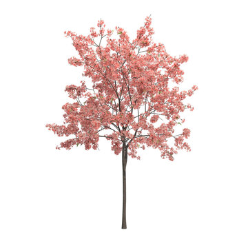 peach tree isolated on transparent png background - 3D Illustration