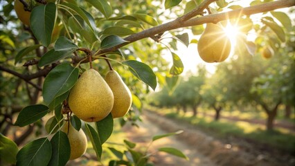 Golden Hour Pears Orchard Sunlight, Close-Up Composition