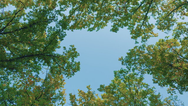 Beginning Of Autumn. Oak Tree Branch With Colorful Leaves Is Under Blue Sky In Autumn Season. Autumn Landscape.