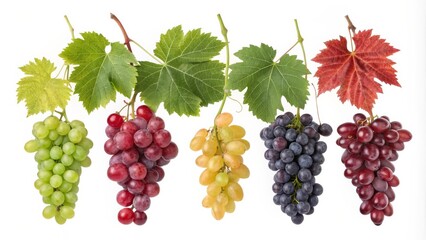 Five Grape Varieties Composition of Hanging Bunches and Leaves
