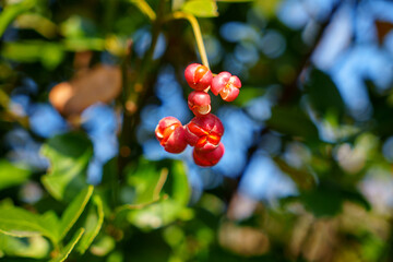 Close-up photo of red perennial fruit
