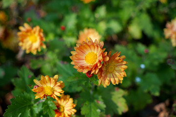 Close-up photo of orange wild chrysanthemums in bloom