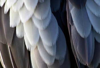 Macro Shot Of Colorful Feathers On A Bird's Body