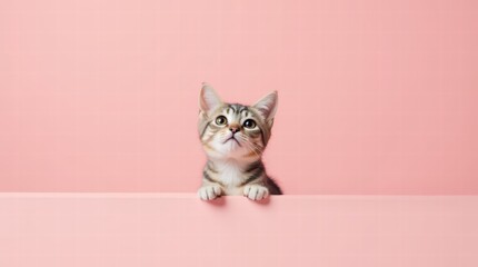 A cat peering with wide eyes on a solid pastel pink background, minimalist and endearing